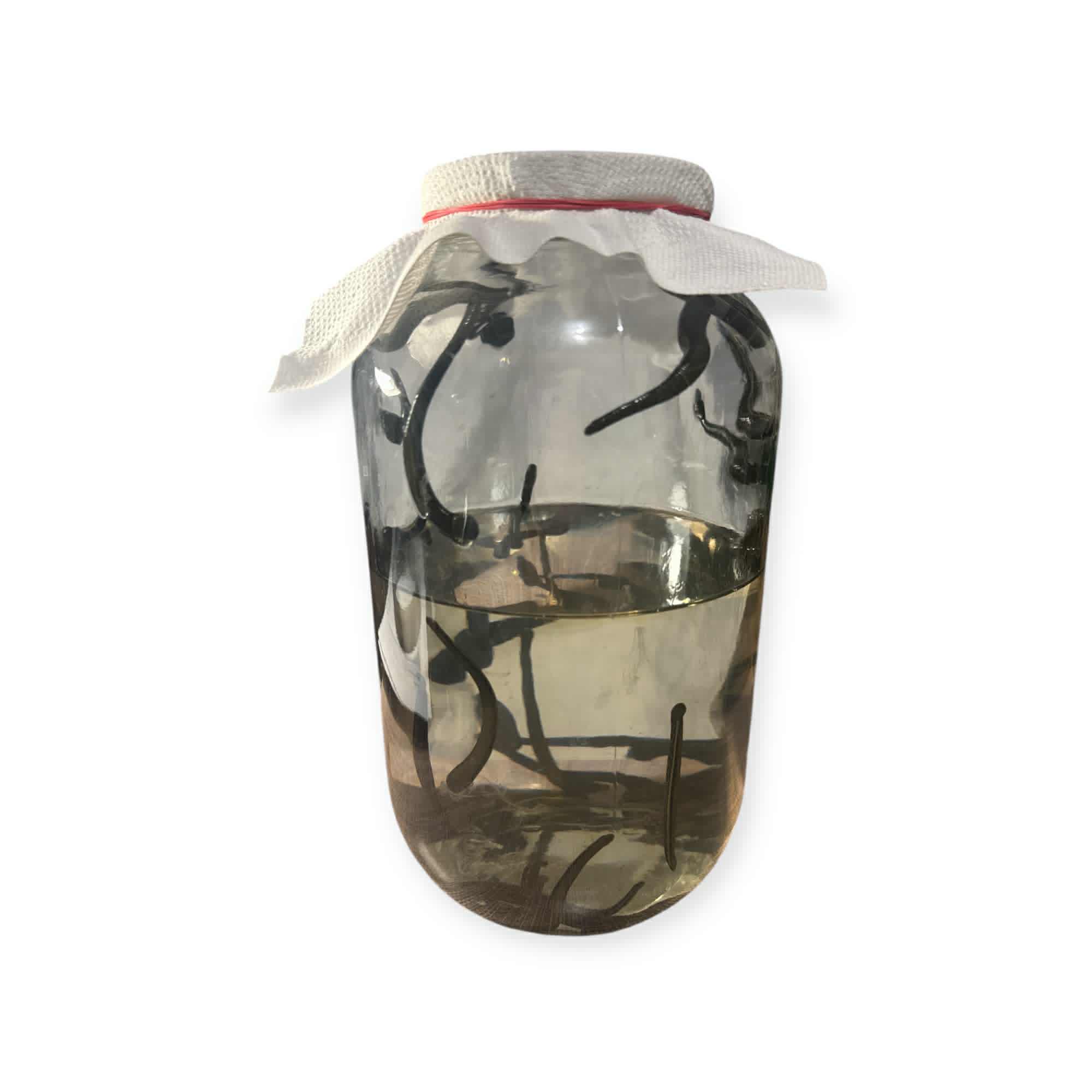 15 db orvosi pióca - hirudo medicinalis