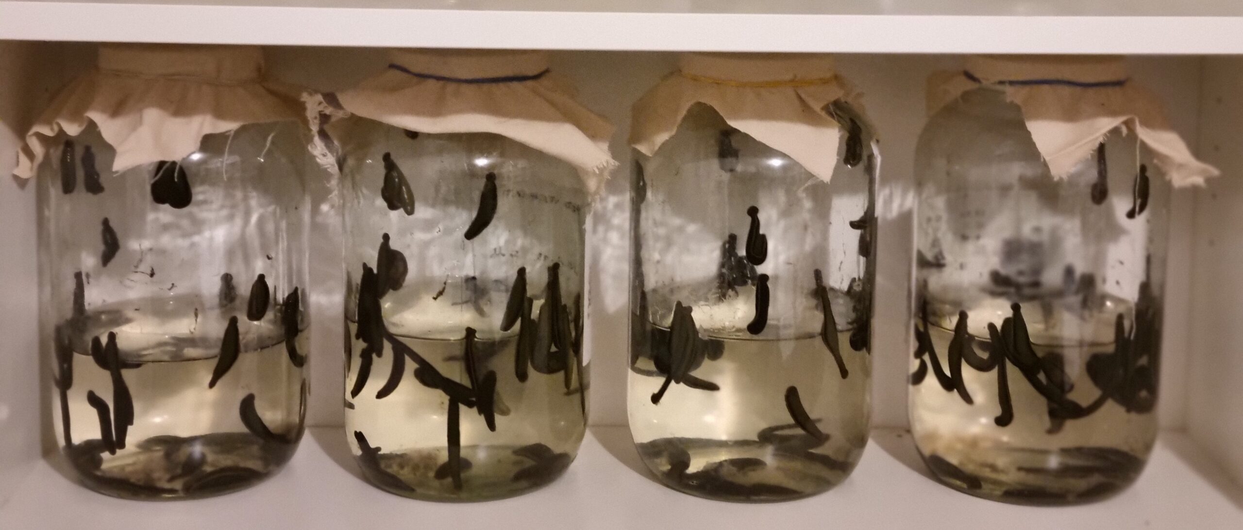 Orvosi piócák üvegekben